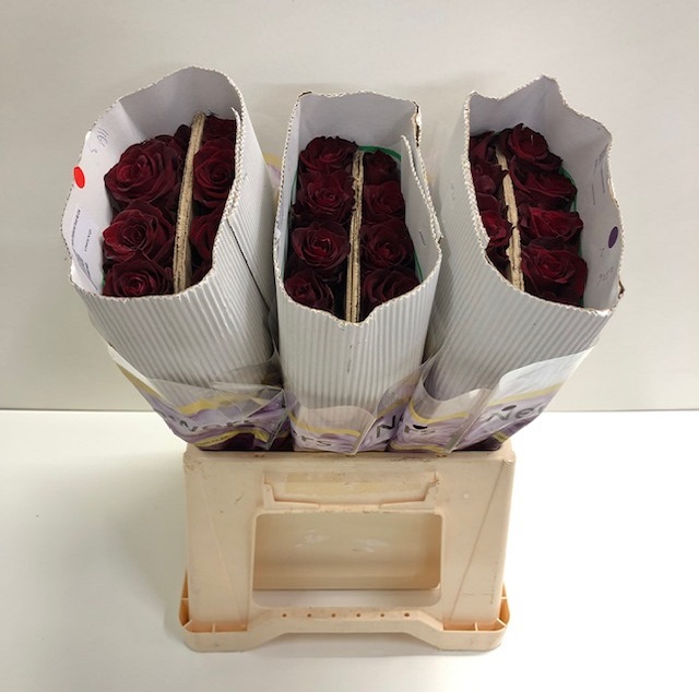 Rosa gr explorer BT.jpg